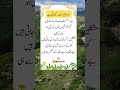 Urdu Islamic Quotes Shorts||Quotes||Urdu Quotes||Islamic Quotes||Shorts Video