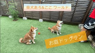 柴犬 2匹 お庭ドッグラン・ボール遊び