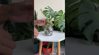 How to propagate Jade plant in water #plant #pot #jadeplant