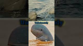 Irrawaddy Dolphin: Rare and Intelligent Freshwater Species Facing Conservation Challenges #Dolphins