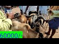 animals market in rajarampally got market in rajarampally slt bandi bazar channel