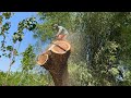 Incredible !! the most dangerous tree cutting skills.