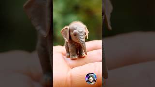 Before \u0026 After Animals Growing Up. Amazing Animal Transformation 💥 #short #tiktok #animals