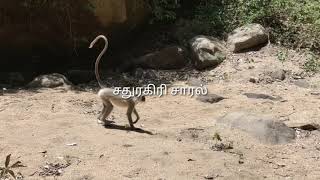 சதுரகிரி மூலிகை வனம் ⛰️🙏⛰️