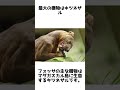 森の王者！フォッサの驚きの秘密と生態 動物雑学 1分雑学 shorts フォッサ マダガスカル