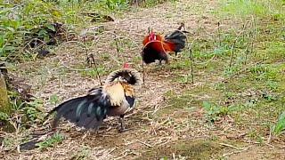 MANTAP... TERNYATA AYAM HUTAN ( IJO) JALAK - WIDO