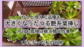 [多肉植物]今日も孤独につる艶系葉挿しの鉢上げ^_^1人になった私の戯言