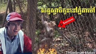 បទ៖ ទំនួញព្រៃឈើខ្មែរ, Tom Nunh Prey Cher khmer