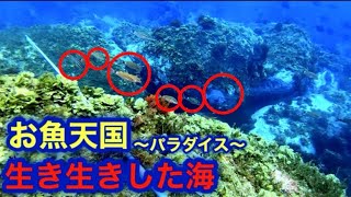 【モリ突き】大潮の生き生きした海で高級魚を突く！！【素潜り】