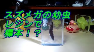 スズメガの幼虫標本にしてみた・・！