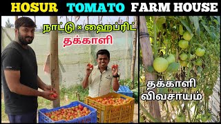 இயற்கை முறையில் தக்காளி விவசாயம் | HOSUR TOMATO FARM HOUSE | நாட்டு தக்காளி சாகுபடி | TOMATO FARMING