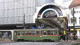 札幌市電 243号復刻塗装車 2024/4/13