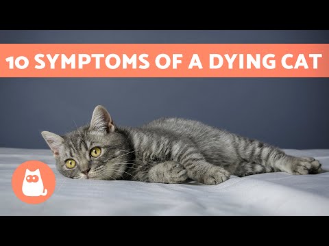 How do u know when ur cat is about to die?