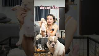 อ้วงมาแล้ว  #มาอุดมฟาร์ม #pets #frenchbulldog #มาอุดมสไตล์