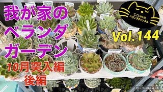 【多肉植物】【ベランダ多肉】【我が家のベランダガーデン】【月１全体動画】【10月突入編後編】ここにゃんたベランダチャンネルvol.144