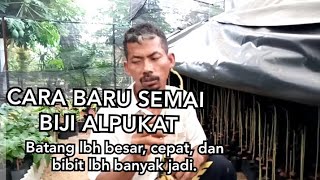 TEHNIK BARU PENYEMAIAN BIJI ALPUKAT #2 Lampung