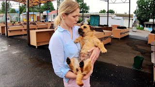 We Were Speechless at the Condition of a Begging Dog in the Market Place