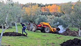 Tenemos un problema con estos olivos, a ver si podemos remediarlo