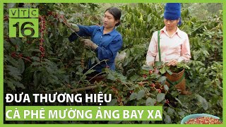 Đưa thương hiệu cà phê Mường Ảng bay xa | VTC16