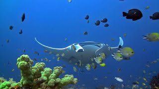 Raja Ampat  2016 / Smy Ondina / Diving HD 1080p