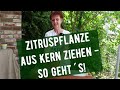 Zitruspflanze aus Kern ziehen - so geht´s!