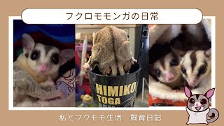 【飼育日記】わが家のフクロモモンガたちの日常