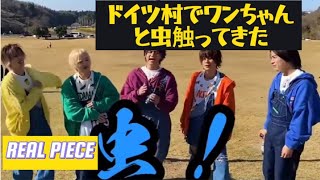 リアルピース切り抜き🌈ドイツ村でわんちゃんと虫触ってきた🤣(2024年1月)