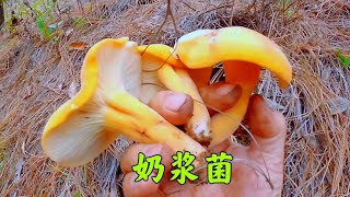 云南大山捡野生菌，今天的奶浆菌扎堆出，头一次捡到这么多奶浆菌