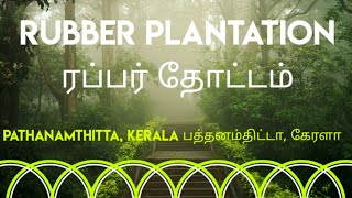 Rubber Plantation at Kerala ||ரப்பர் தோட்டம் @MyDreamMyFamily1