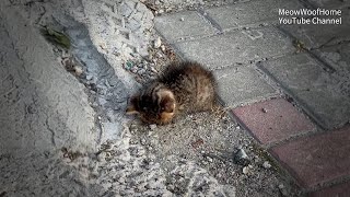 Dying Kitten Collapsed On Roadside, Using Its Last Ounce Of Strength To Beg Passersby For Help
