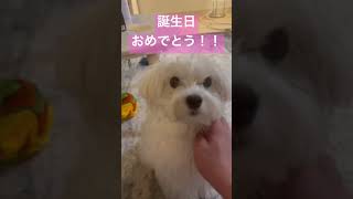 おめでとうって声かけてみた〜ついに1歳になったマルチーズ(o^^o)