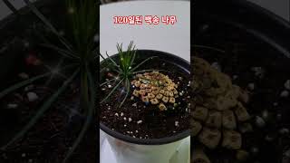 씨앗부터 키운 120일된 하얀소나무 백송나무 묘목.120th white pinetree grown with seed. #박서진 지나야