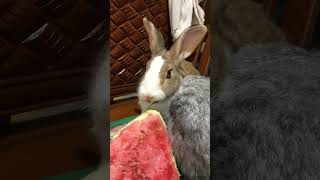 cutie bunny enjoying sweet and refreshing watermelon