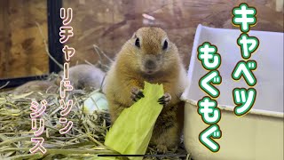 キャベツを食べるリチャードソンジリスちゃん♪（熱帯倶楽部東川口本店）