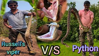 python vs russell viper | अजगर और रसल वाइपर में अंतर। difference between python and russell viper