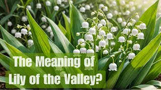 Unveiling the Symbolism of Lily of the Valley [En + vietsub] 🌸