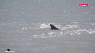 OMG 😍 Dolphin spotted at Kodiyakarai beach