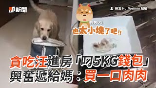 貪吃拉拉「叼5KG錢包」 興奮給奴才想買肉肉😆｜寵物動物｜拉布拉多｜精選影片