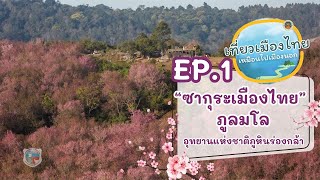 เที่ยวเมืองไทย เหมือนไปเมืองนอก Ep.1 - ซากุระเมืองไทย \