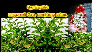 மருதாணி செடி வளர்ப்பது எப்படி | MARUDHANI CHEDI VALARPADHU EPPADI |  HENNA / MEHANDI |GARDENING