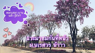 แวะชม ดอกเสลา ม่วง ขาว ยาวทั้งเส้น บนถนนสายพิษณุโลก-นครสวรรค์หน้า ม.นเรศวร | correal