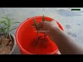 oleander कनेर की कटिंग कैसे लगायें kaner plant from cutting kaner ki cutting kaise lagaye