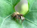 Jumping Spider of Carrhotus sp. | Salticidae | Borneo - Sabah