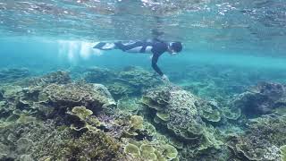 伊良部島 シュノーケルツアー