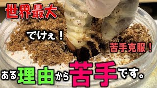 僕がヒラタクワガタの飼育に苦手意識を持っている理由（くろねこチャンネル）