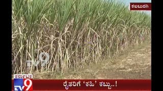 Kalburgi Sugar Factories not Purchasing Sugarcane from Farmers, Farmers Suffering Losses