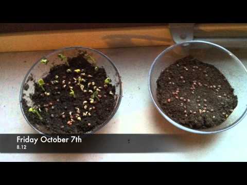 Effect of water on plant growth Effect of water on plant growth
