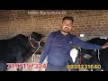 saurabh yadav dairy farm juberganj pashu mandi sohawal ayodhya