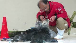 鳥羽水族館 ラッコ メイちゃんキラちゃん「あたし達おやつが欲しいの！」