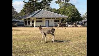 動き出しが遅れたために飯にありつけなかった鹿